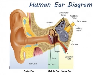 Ear and Hearing Disorders