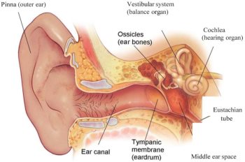 ear diagram