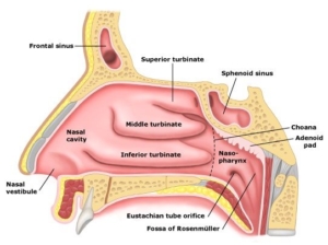 nasal cavity