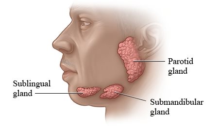 Salivary Gland Surgery Austin